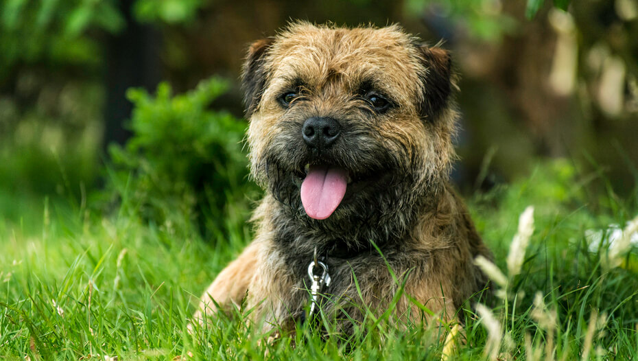 Long haired border clearance terrier